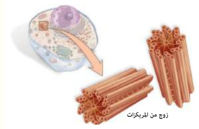 الجسيم المركزي وموقعه في الخلية الحيوانية