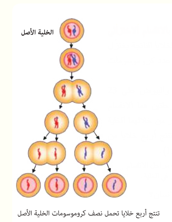 مراحل الانقسام الاختزالي في الخلية
