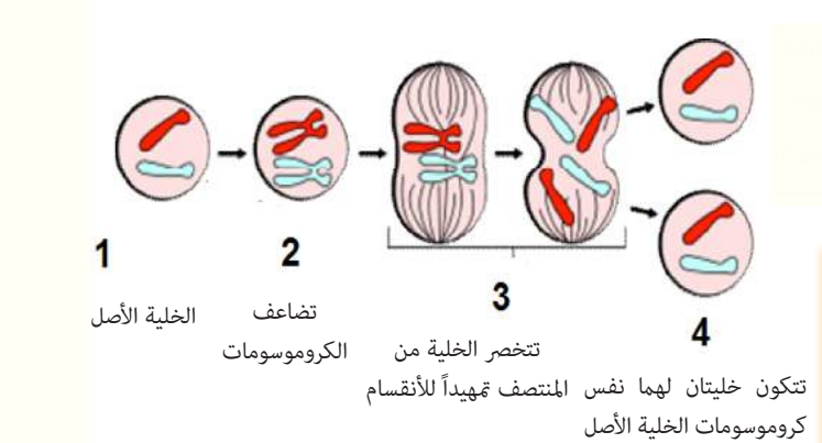 مراحل الانقسام الخيطي في الخلية