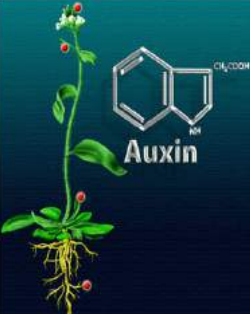 هرمون الاوكسين المسؤول عن نمو النبات الهرمونات